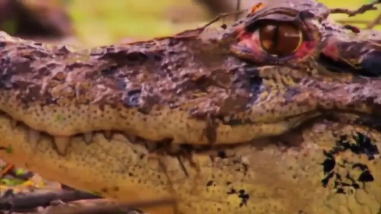 10 Deadliest River Monsters In The World!-2