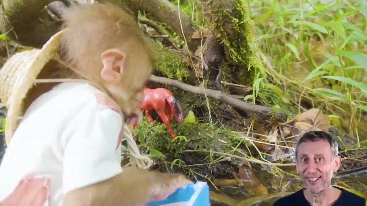 Baby monkeys find koi fish, lobsters, crabs, pigs, bees, ducks and horses in the stream