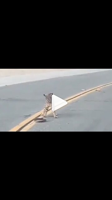 Bobcat vs Rattlesnake⁣