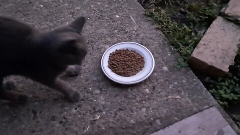 Stray Kitten Visits Us