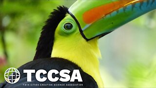 Creation and Design Features in Costa Rica - Dave Nutting