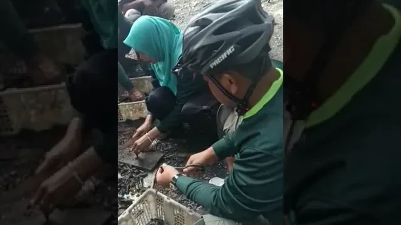 pesta kerang ijo pulau cangkir