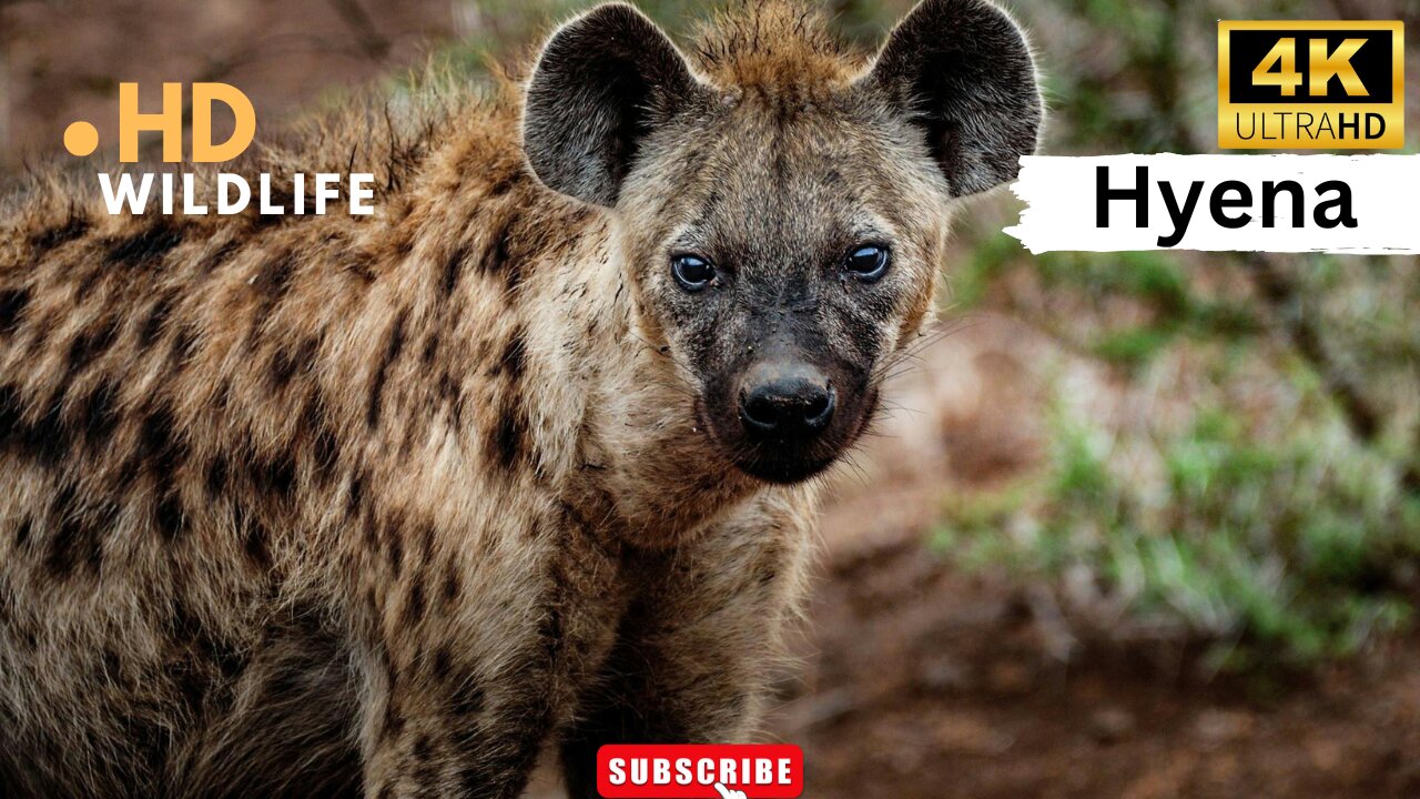 HYENA VIDEOS WITH MUSIC WILDLIFE ll Epic Fail ll