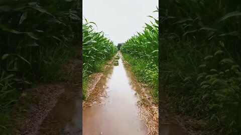 雨水滴落：借助雨声和自然声音鸟声蛙鸣，在下雨声敲打声中，享受身心的放松和治愈（ASMR）#shorts #short #sleep #rain #rainsounds