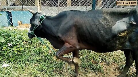 Cow Rescue Story_ What makes cows holy_ __ See cow dung coming out of cow stomach __.mp4