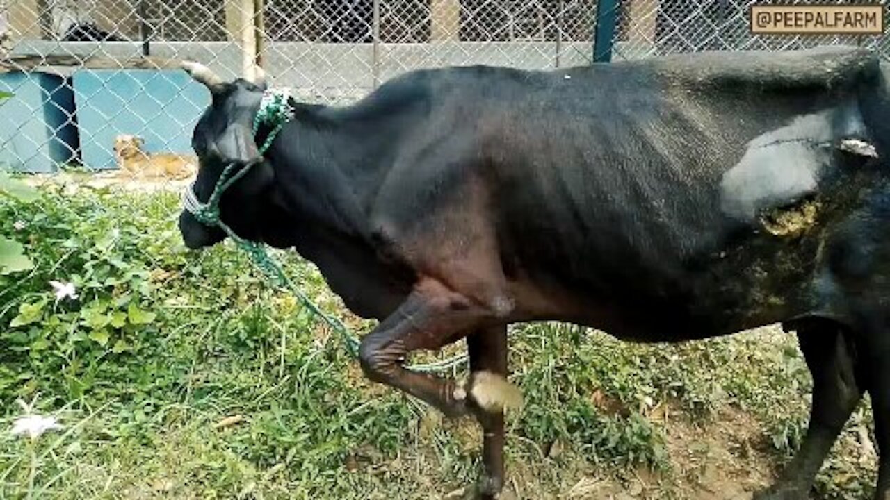 Cow Rescue Story_ What makes cows holy_ __ See cow dung coming out of cow stomach __.mp4