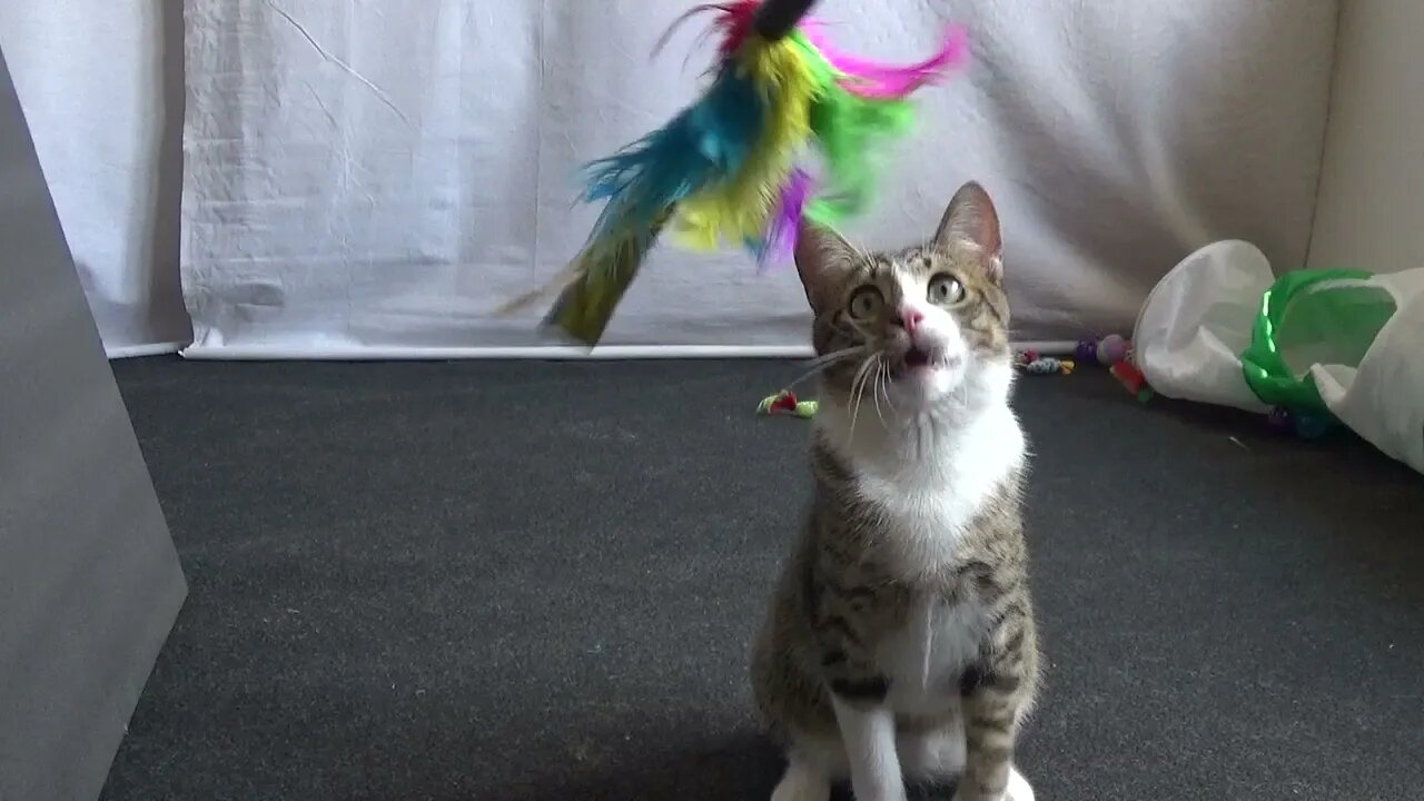 Funny Cat Hisses at a Toy