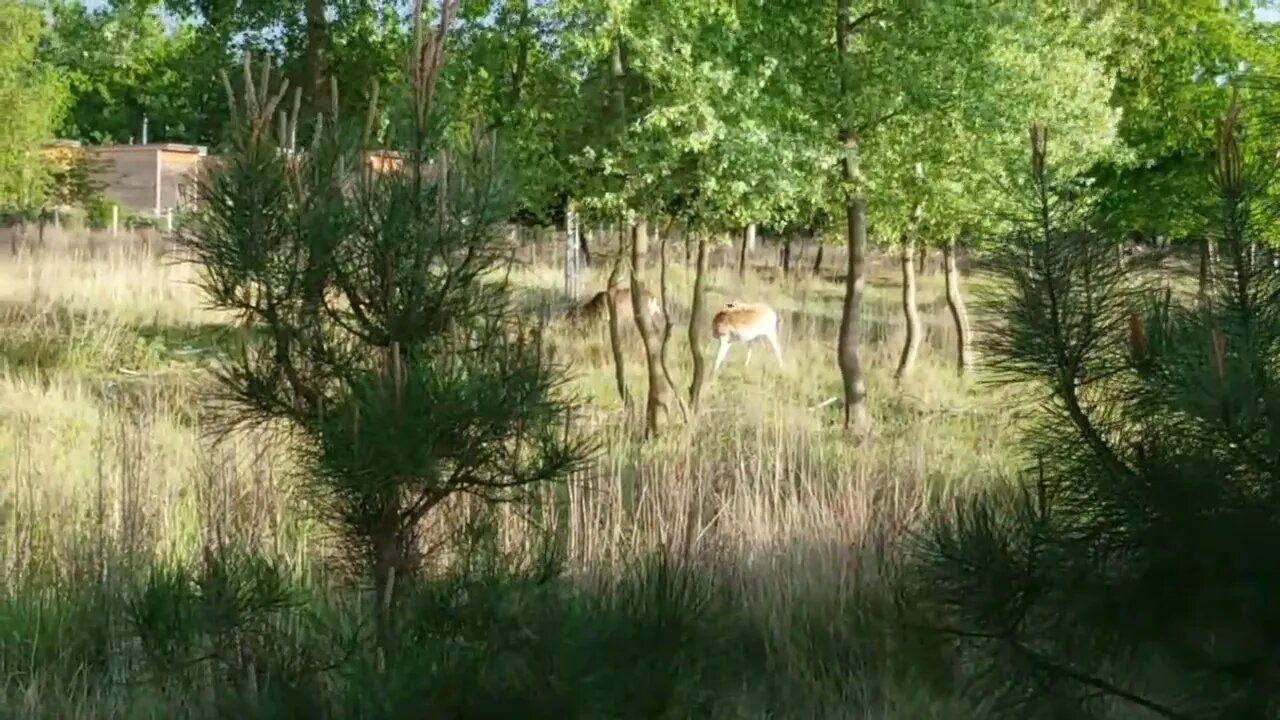 Deer encounter by suite Parc aquatique Aqua Mundo Center Parcs Le Bois aux Daims