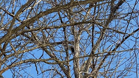 Pileated wood pecker James Gardens Toronto