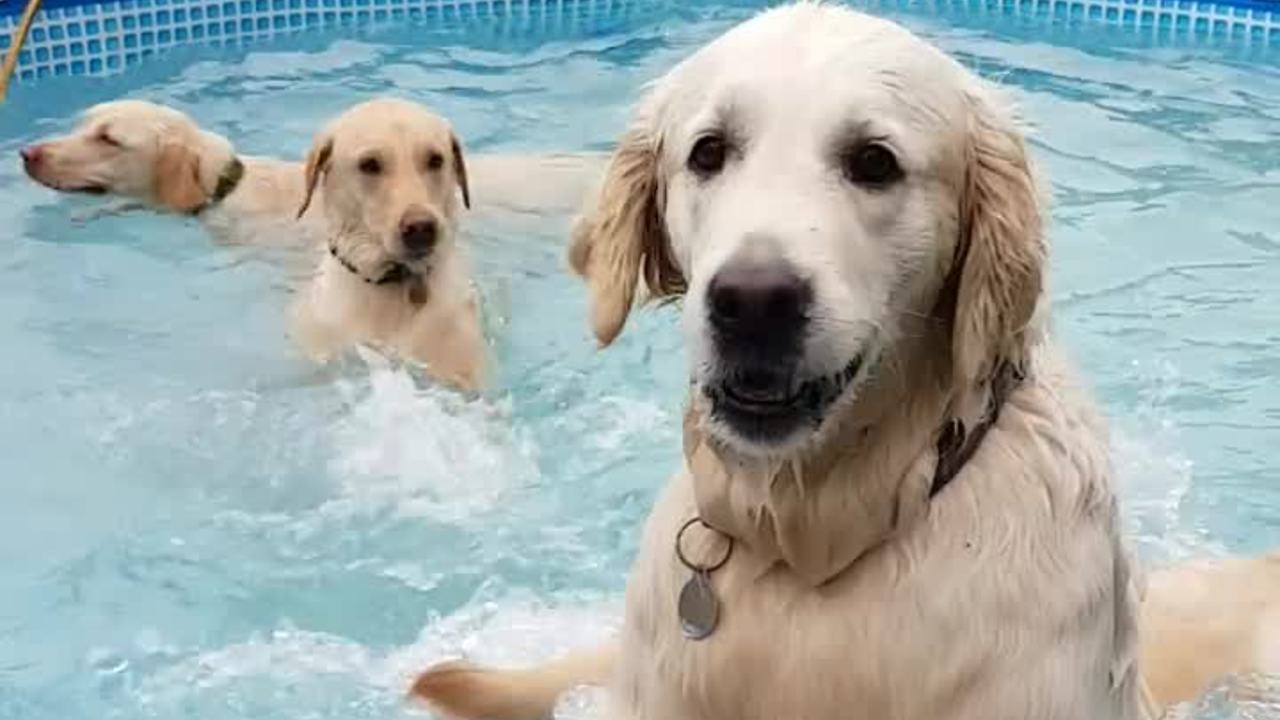 Happy dogs throw themselves a pool party