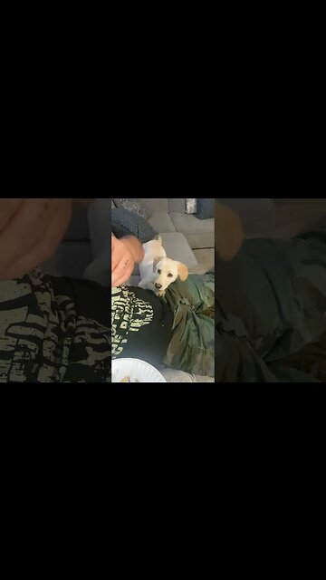 This #puppy is a Food Hound 🐶😜