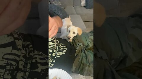 This #puppy is a Food Hound 🐶😜