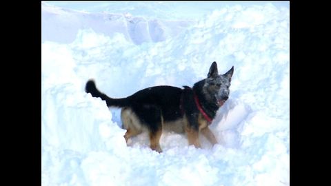 Avalanche Dogs