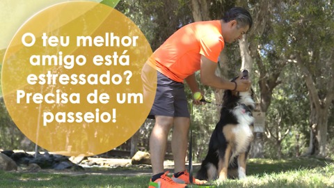 O teu melhor amigo está estressado? Precisa de um passeio!