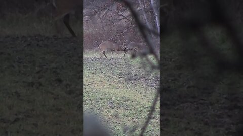 Little guy decides to spar with BIG buck #shorts #deer #deerhunting #biology