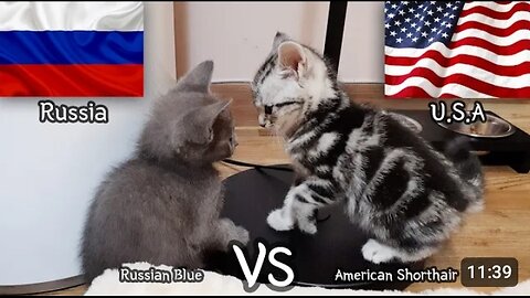 Russian cut VS American cut