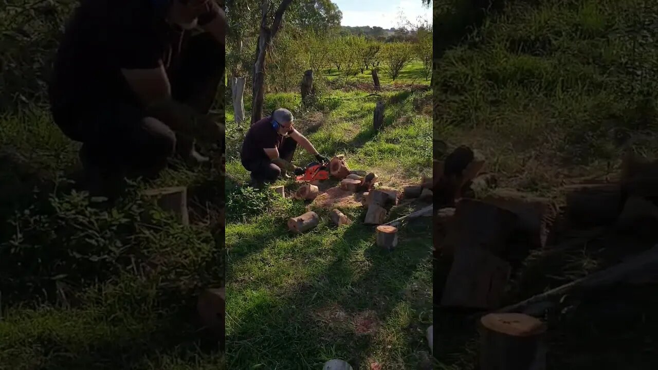 SO MUCH FIREWOOD! 🪵🔥 #3smellykids #bordercollie #englishpointer #farmlife #athome #fruitfarm #kids