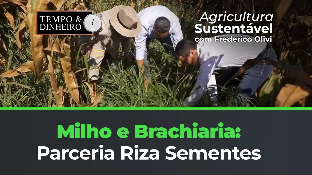 Confira a produção de milho consorciada com as variedades de brachiaria da Riza Sementes.