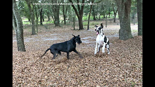 Great Danes Love to Play in The Piles of Leaves