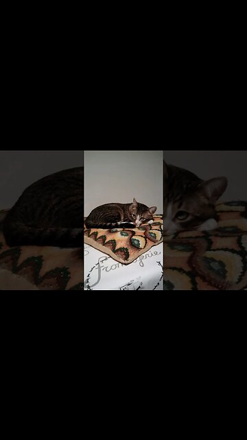 Cat with Big Eyes Sleeps on a Pillow