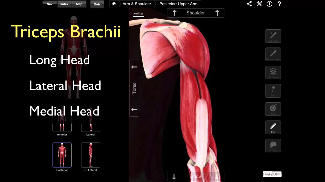 The Posterior Compartment Of The Arm