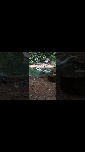 Two White swans having a swim in a pond.