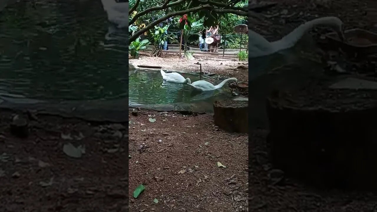 Two White swans having a swim in a pond.