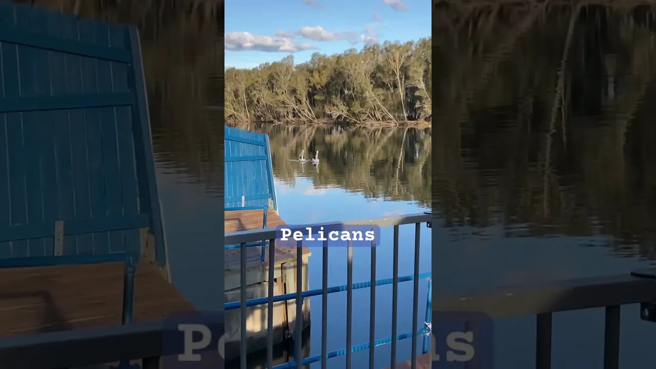 Pelicans swimming up the river at our backyard