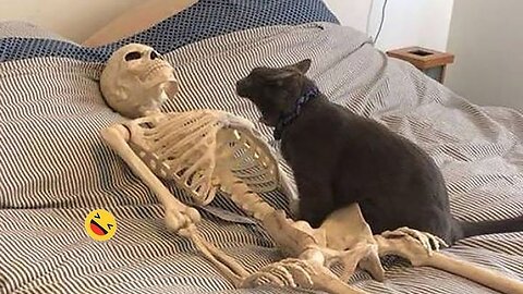 Funny animal video, 🤣 funny cat video funny kittens 🥰✨