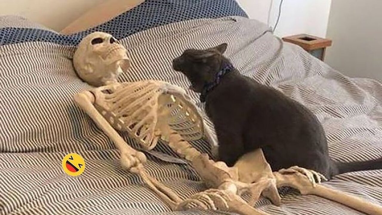 Funny animal video, 🤣 funny cat video funny kittens 🥰✨