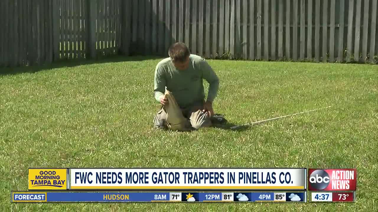 Fearless? Apply to become a FWC nuisance alligator trapper in Pinellas County