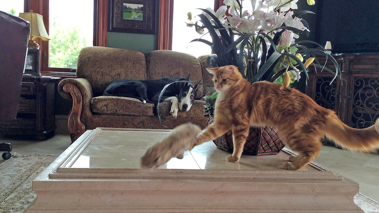 Great Dane Watches Kitten's Fancy Footwork With Flowers And Squirrel Toy