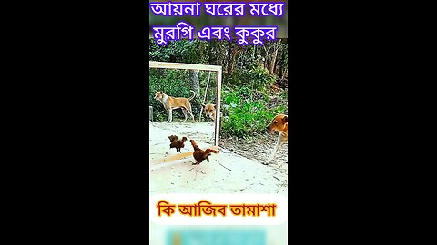 আয়না ঘরে মুরগি এবং কুকুর বন্দি 😭 #ytshorts #shorts #viralvideo #viral #funny #comedy #tiktok #dog