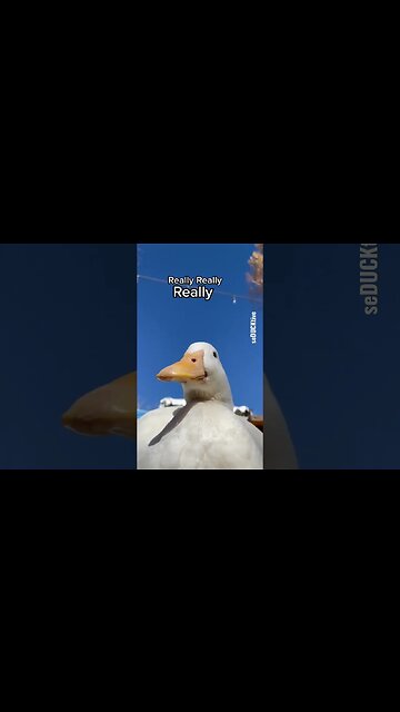 Ridiculously Good Looking