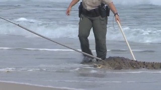 Crocodile captured on Hollywood Beach