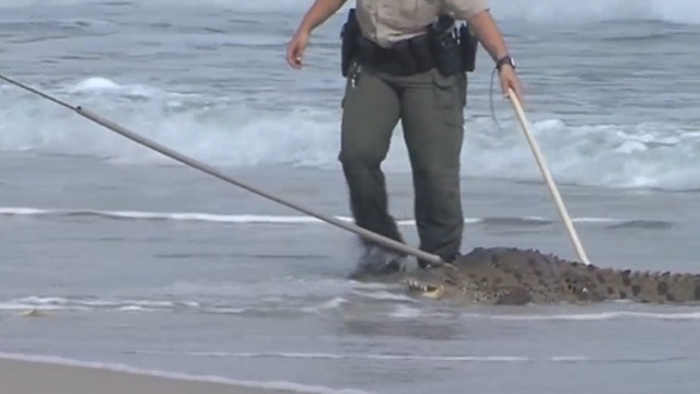 Crocodile captured on Hollywood Beach