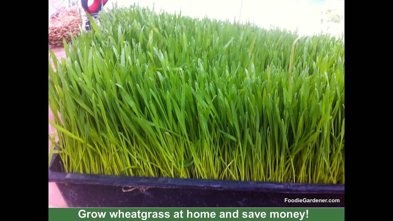 Grow Wheatgrass and Microgreens at Home in 10-14 Days! Shirley Bovshow