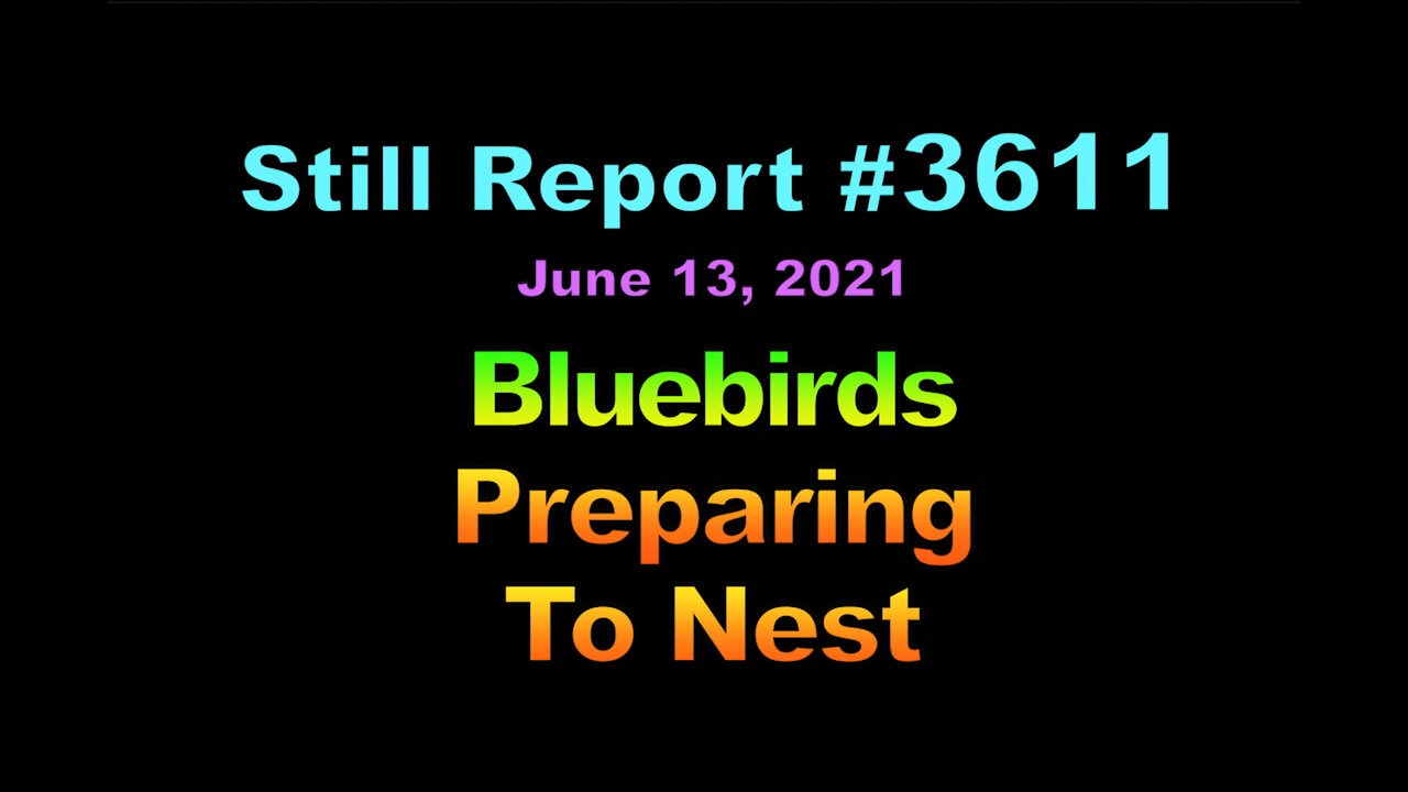 Bluebirds Preparing to Nest, 3611