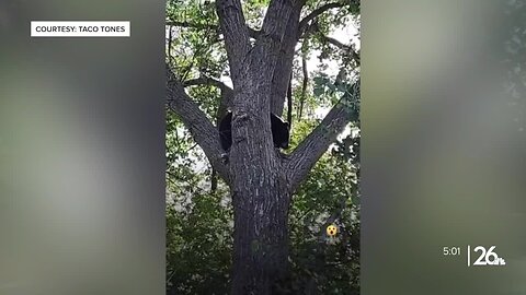 Bears shuts down western corridor neighborhood