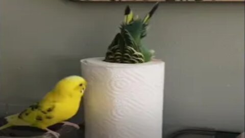 The parrot discovers the tissue paper tube