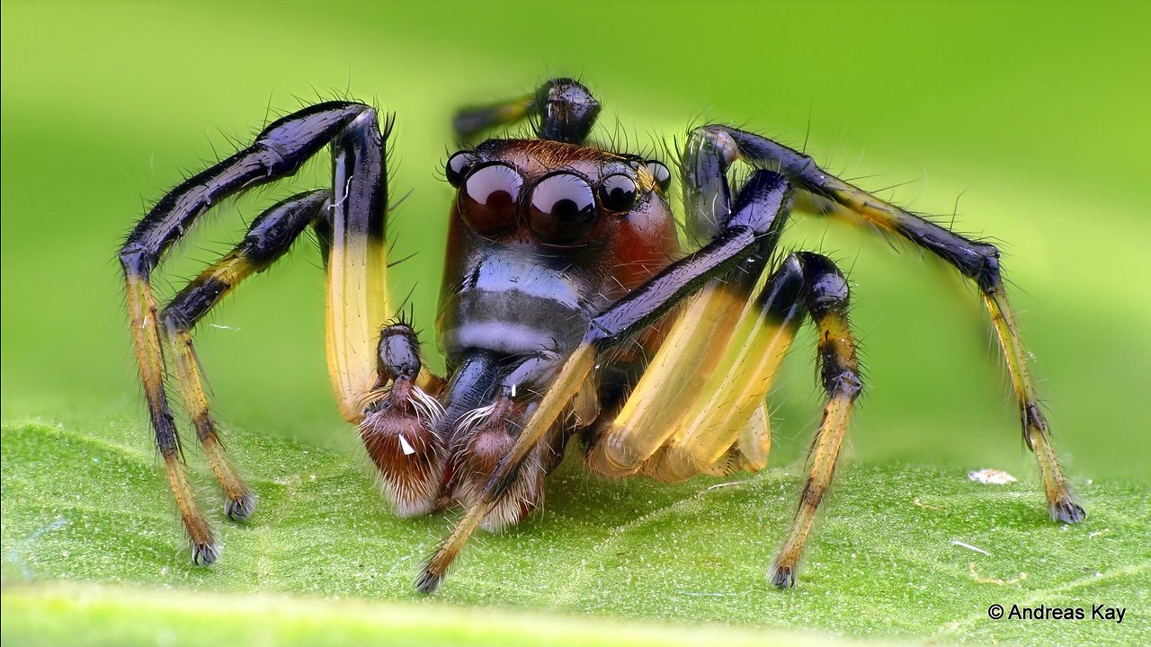 Cute little Jumping Spider with Boxing Gloves from Ecuador