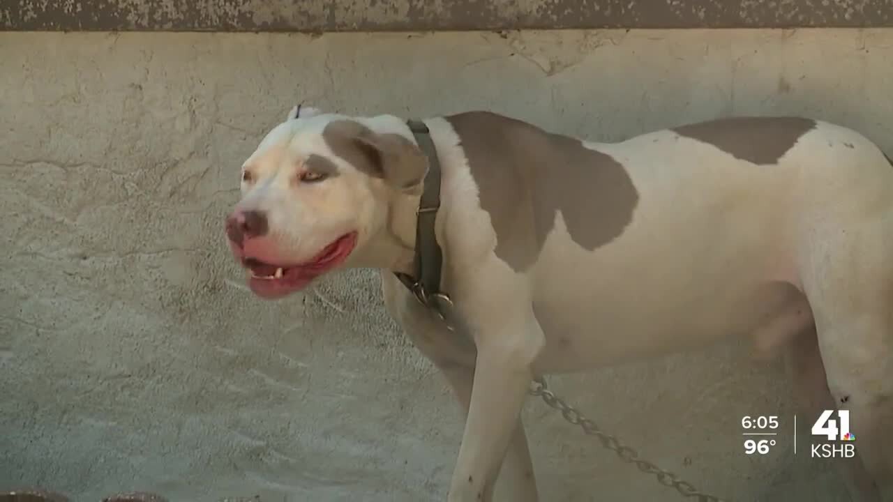 KCMO Animal Services Division sees increase in calls in the heat