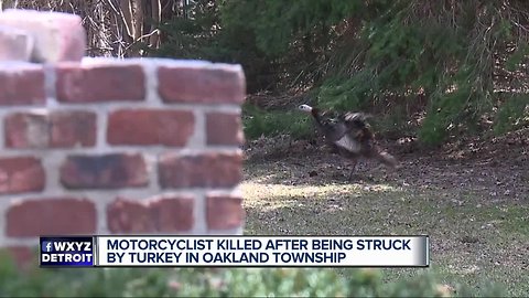 70-year-old motorcyclist killed after colliding with wild turkey