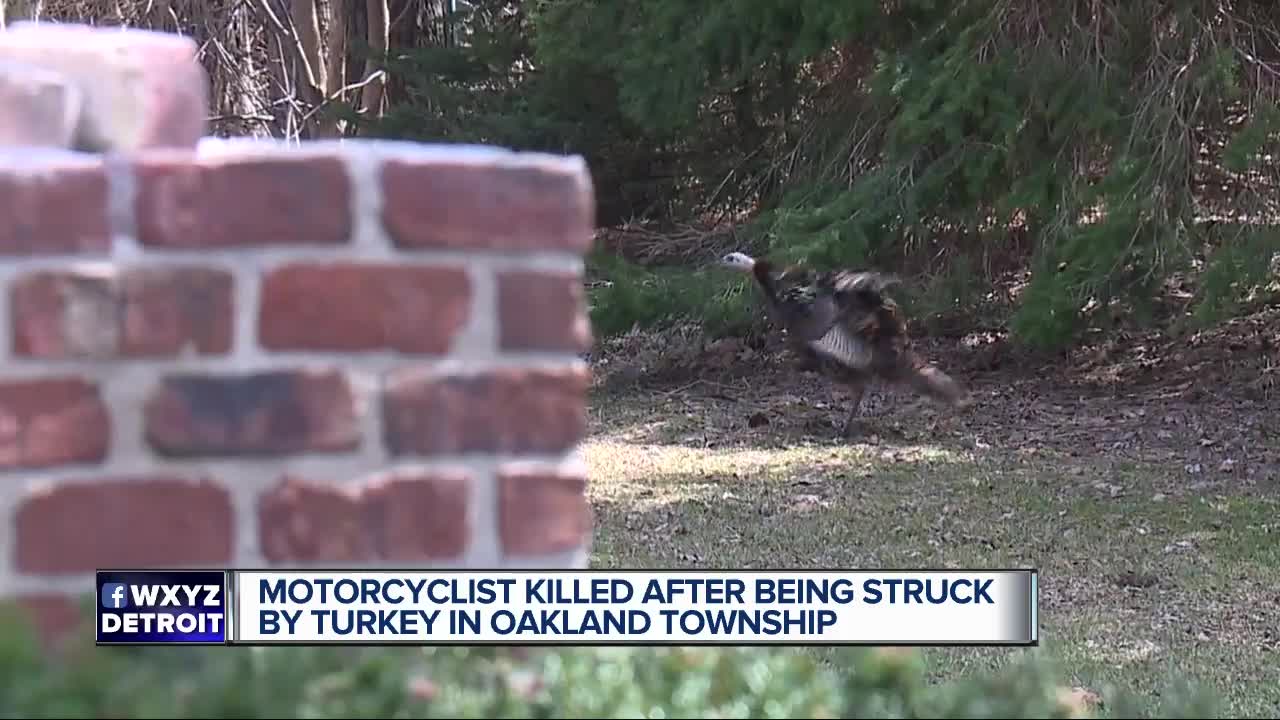 70-year-old motorcyclist killed after colliding with wild turkey