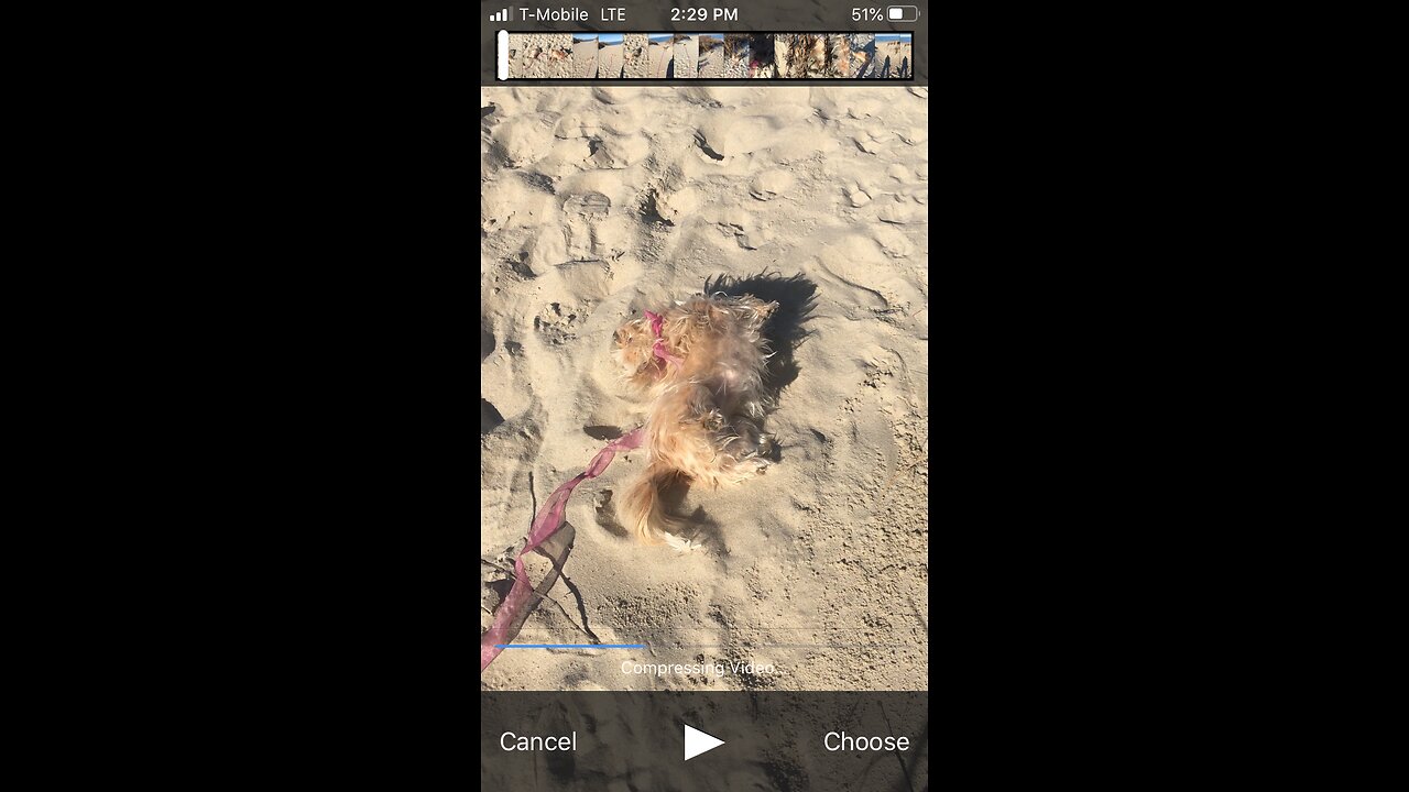 Relaxing chihuahua beach video