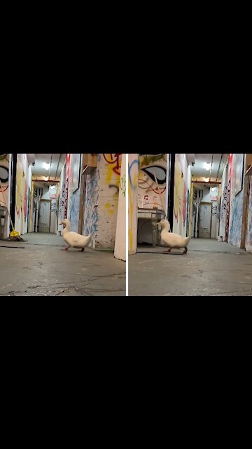 Adorable duck is completely afraid of the dark