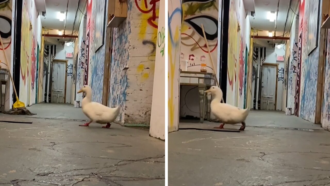 Adorable duck is completely afraid of the dark