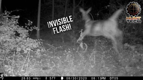 Don't Spook Your Deer With Trail Cameras