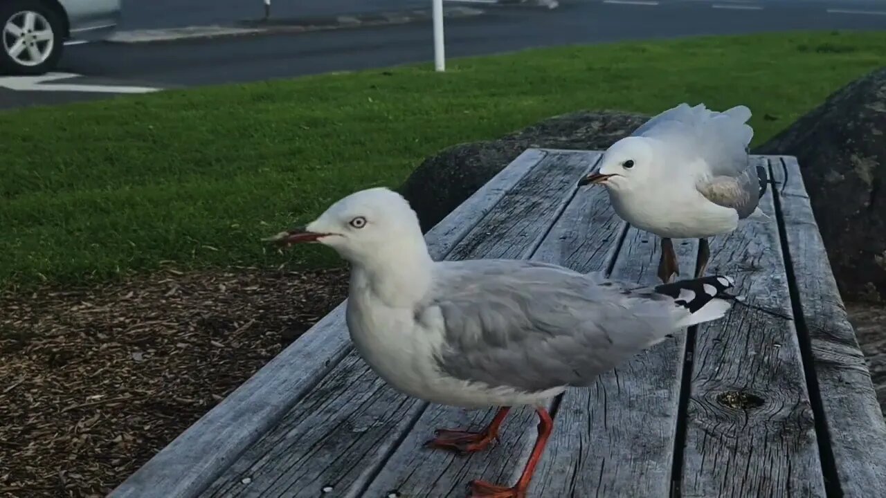 talking to a gull he talked back