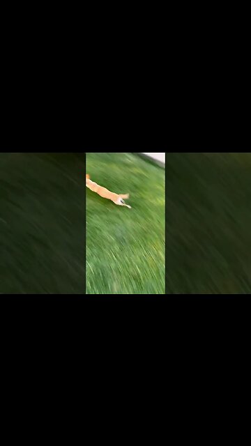 Running out of time #zoomies #chihuahuababy #chihuahuapuppy #chihuahuafanatics #dogrunning #runnin